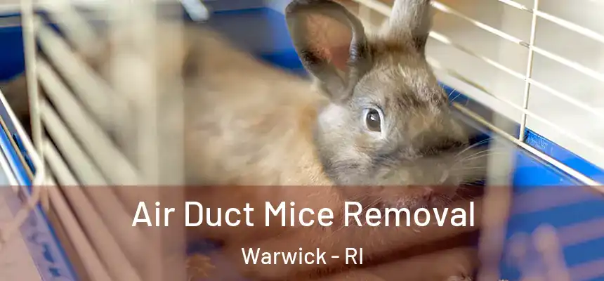  Air Duct Mice Removal Warwick - RI